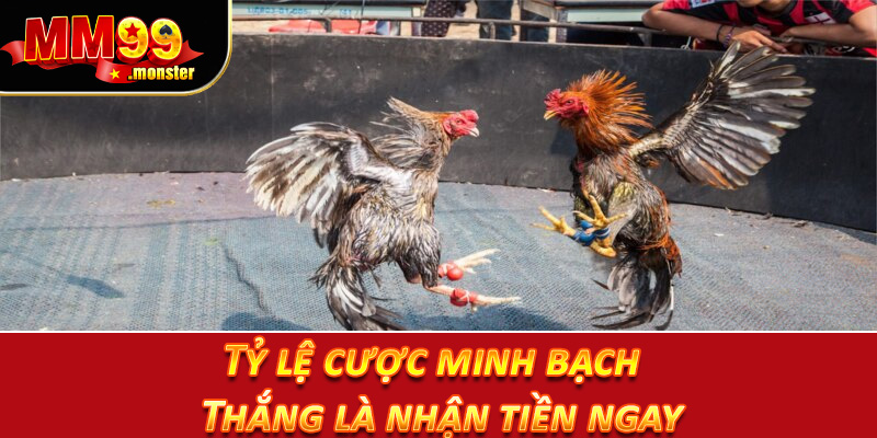 Tỷ lệ cược minh bạch – Thắng là nhận tiền ngay